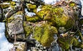 Rocks covered with green moss and lichens, fallen leaves, snow. Abstract textured natural stone background Royalty Free Stock Photo