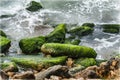 The rocks covered with green moss and seaweed at the Tel Aviv port, Israel Royalty Free Stock Photo