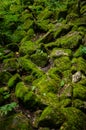 Rocks covered in moss