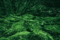 Rocks covered with moss on old forest floor