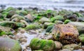 Rocks covered in seaweed by the beach in denmark