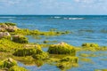 Rocks covered in seaweed