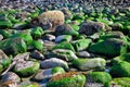 Rocks covered with seaweeds background Royalty Free Stock Photo