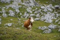 Between the Rocks: Cow in the Dolomite Mountains / Mastle Alp / Puez Geisler Nature Park