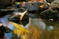 Rocks and fall leaves in creek