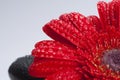 Rocks and gerber daisy Royalty Free Stock Photo