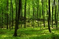 Rocks in the green forest. Polish Jura