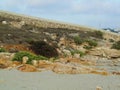 Rocks and green plants on the sand of the beach