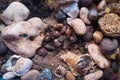 Rocks, hermit crabs, and various seaside biota