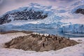 Gentoo penguin Rookery with glaciers and mountains, Antarctica