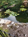 Rocks with moss and mold on them next to a lake with lily pads Royalty Free Stock Photo