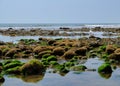 Rocks and moss on the seabed at low tide on the jurrassic coast in south england, charmouth beach