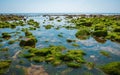 Rocks and moss on the seabed at low tide on the jurrassic coast in south england, charmouth beach