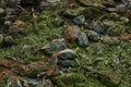 Rocks in mossy swamp lake edge Royalty Free Stock Photo