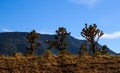 Rocks and mountains of Grand Canyon and Nevada, Arizona dessert. Royalty Free Stock Photo