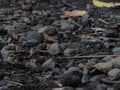 rocks near river and waterfall with twigs and dead leaf Royalty Free Stock Photo