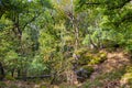 Rocks in an oak forest in Gymes Royalty Free Stock Photo