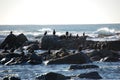 Rocks in the ocean with the birds,  Table Mountain,  Cape Town South Africa Royalty Free Stock Photo