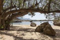 Rocks and old tree on stoupa beach on greek peninsula mani on pe