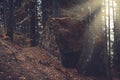 Rocks and old trees, autumn Royalty Free Stock Photo