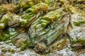 Rocks overgrown with moss, a harsh climate in winter