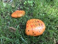 Hate, Disarm Hate, Not One More, End Gun Violence, Painted Stones, Rutherford, NJ, USA
