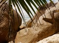 Rocks and palm leaf on the beach Royalty Free Stock Photo