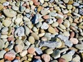 Rocks and Pebbles create shoreline on Lake Ontario