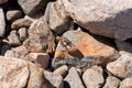 Butterfly on stones and pebbles on the shore in the water, various colors and textures