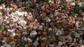 Rocks pebbles stones piled leaves foothills