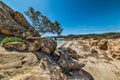 Rocks and plants in Santa Giusta beach