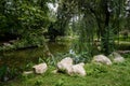 Rocks by pond in flourishing summer Royalty Free Stock Photo