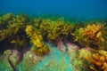 Rocky reef with kelp forest