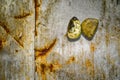 Rocks on the rusty metal sheet Royalty Free Stock Photo