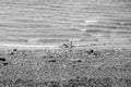 Beach landing for this seagull in search for food Royalty Free Stock Photo