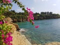 Rocks, sea, bay, cape overgrown with pines, pink flowers Royalty Free Stock Photo