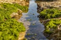 Rocks by the sea, with green algae and marine life. Estoril beach. Portugal Royalty Free Stock Photo