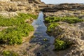 Rocks by the sea, with green algae and marine life. Estoril beach. Portugal Royalty Free Stock Photo