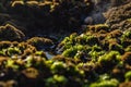 Rocks by the sea, with green algae and marine life. Estoril beach. Portugal Royalty Free Stock Photo