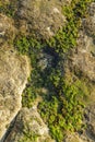 Rocks by the sea, with green algae and marine life. Estoril beach. Portugal Royalty Free Stock Photo