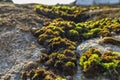 Rocks by the sea, with green algae and marine life. Estoril beach. Portugal Royalty Free Stock Photo