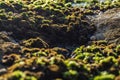 Rocks by the sea, with green algae and marine life. Estoril beach. Portugal Royalty Free Stock Photo