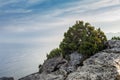 Rocks, sea, sky, clouds, juniper Bush on the cliff Royalty Free Stock Photo