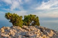 Rocks, sea, sky, clouds, juniper Bush on the cliff