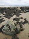 Rocks and seaweed