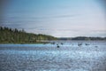 Rocks in shallow water at lake Vargforsdammen, a reservoir in the stream Skelleftealven in Northern Sweden Royalty Free Stock Photo