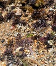 Rocks, shells, and seaweed at a beach