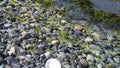 Rocks, shells & seaweed