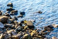 Rocks on the shoreline of the Matsqui along the Fraser River between the towns of Abbotsford and Mission