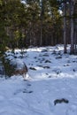 Rocks and snow on a trail in the Bighorns Royalty Free Stock Photo